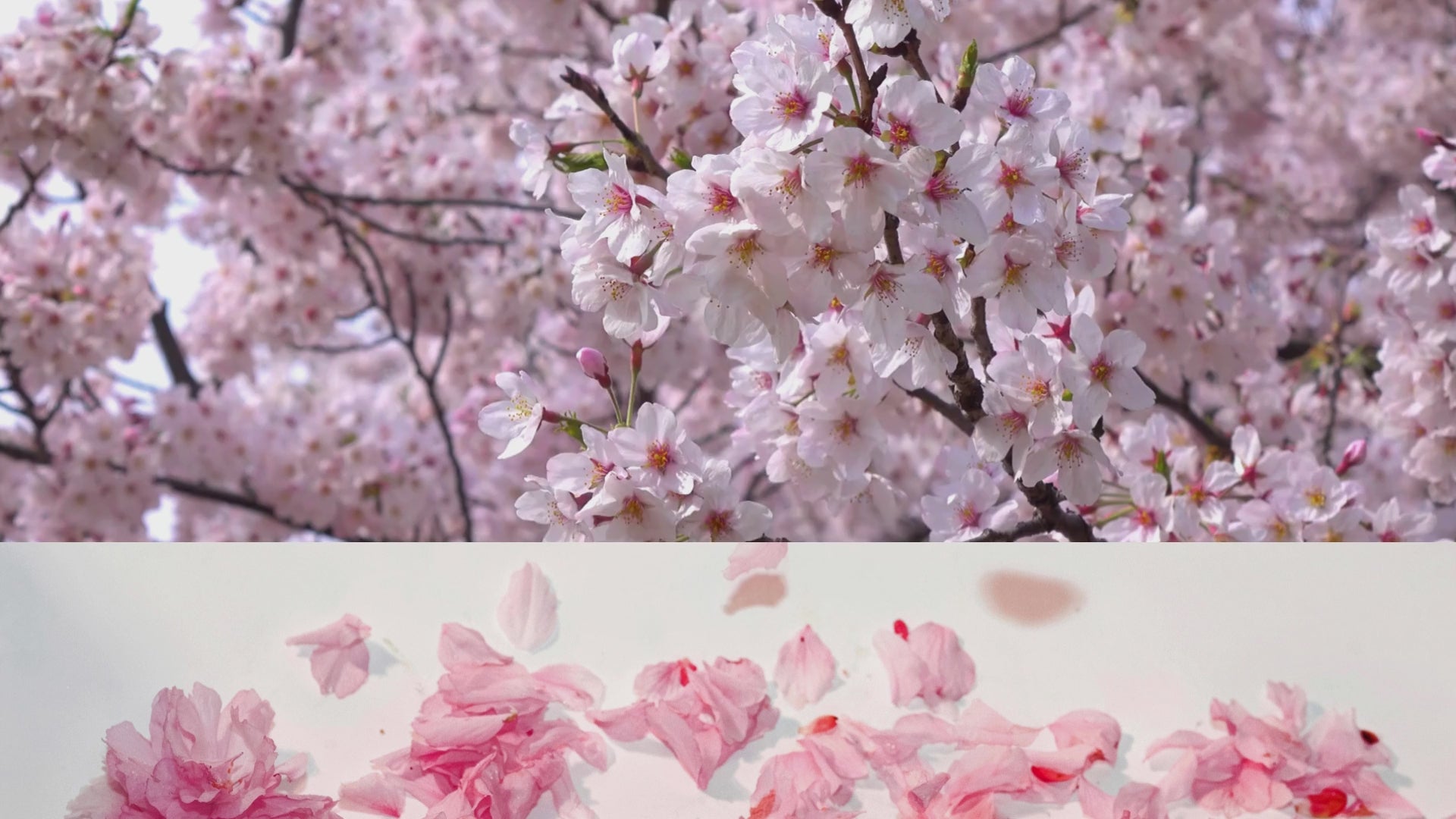 L’âme sage est une excentricité maîtrisée