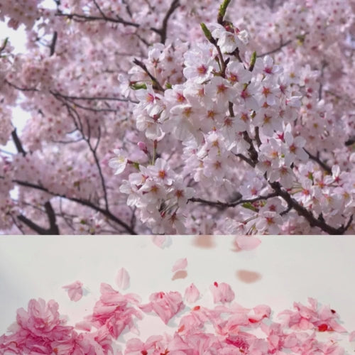 Mon / Mes animaux sur mug